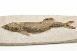 Lower Turonian Fossil Fish - Goulmima, Morocco #76397-2